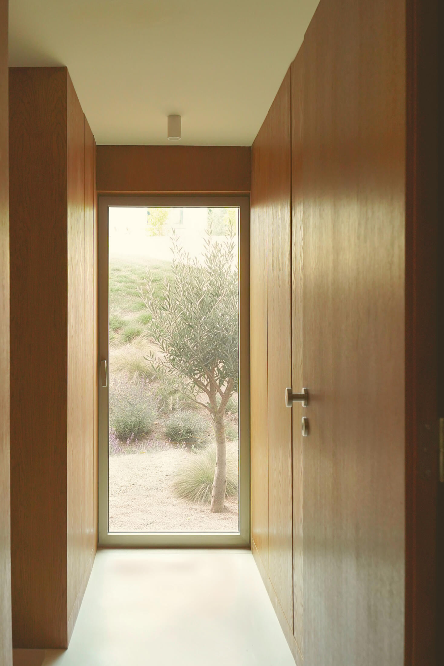photograph — oak corridor, the olive at the end