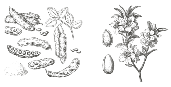 carob · almond — botanical study