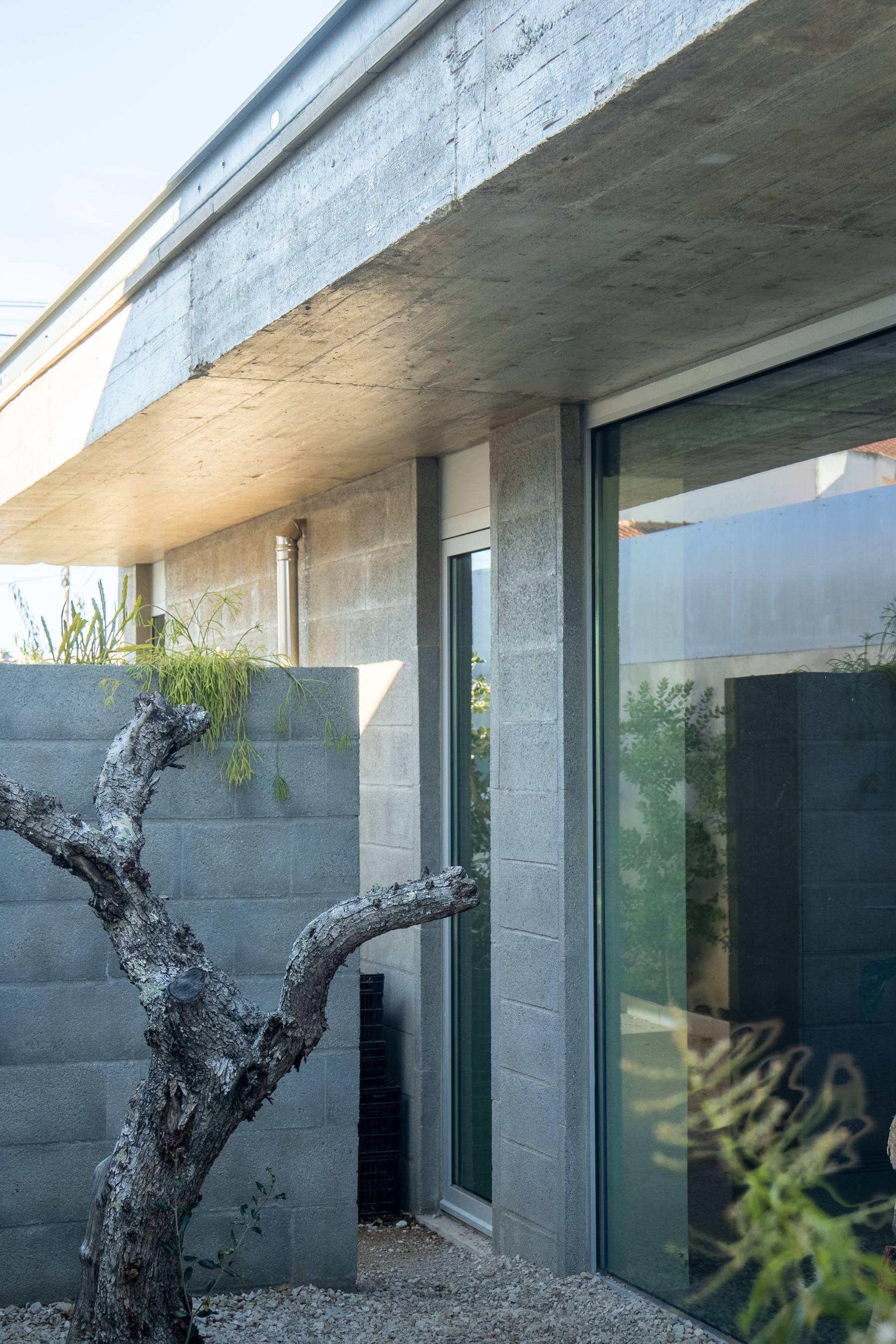 photograph — the old olive against the glass